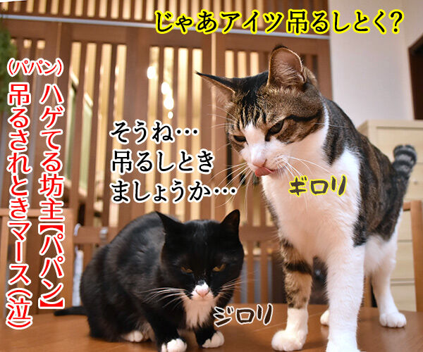 今週末はららぽーと豊洲のドッグイベントに行こうッ 猫の写真で4コマ漫画 4コマ目ッ