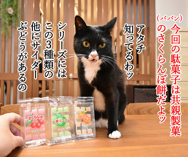 さくらんぼ餅 ボクといっしょに食べるなら ねこの写真で4コマ漫画 1コマ目ッ