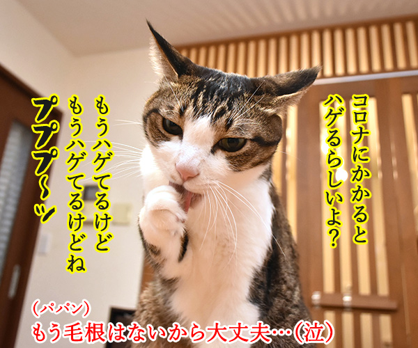 コレってもしかしてコロナかしらー？　猫の写真で４コマ漫画　２コマ目ッ