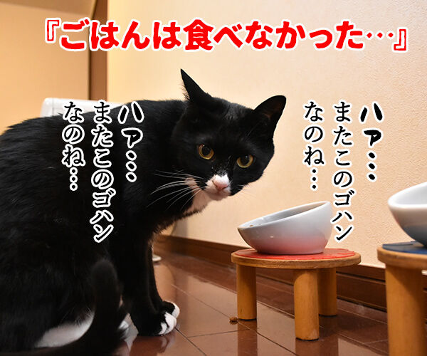 流行語大賞 ノミネート語 『ご飯論法』 猫の写真で4コマ漫画 3コマ目ッ