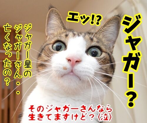 あのチャゲが…… 猫の写真で4コマ漫画 4コマ目ッ