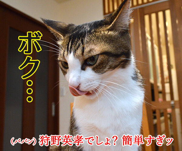 ダレのモノマネでしょうかッ? 猫の写真で4コマ漫画 3コマ目ッ