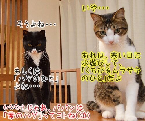 紫のバラのひと 猫の写真で4コマ漫画 4コマ目ッ