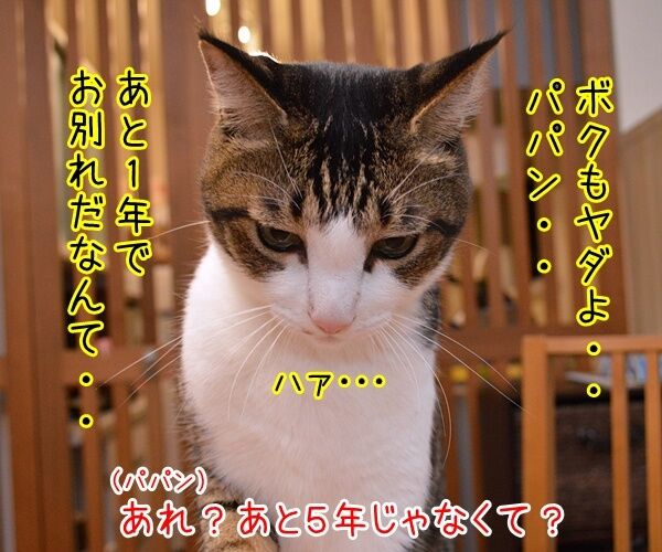 ネコの平均寿命が延びてるんですってッ 猫の写真で4コマ漫画 3コマ目ッ