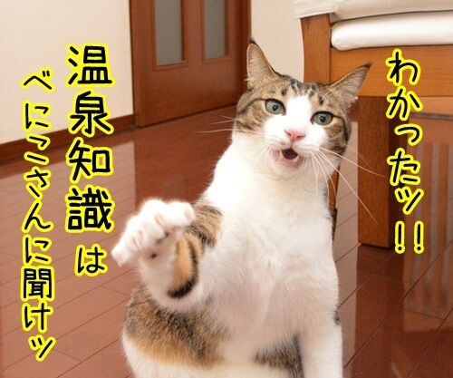 クイズ　四文字熟語ッ！！　猫の写真で４コマ漫画　３コマ目ッ