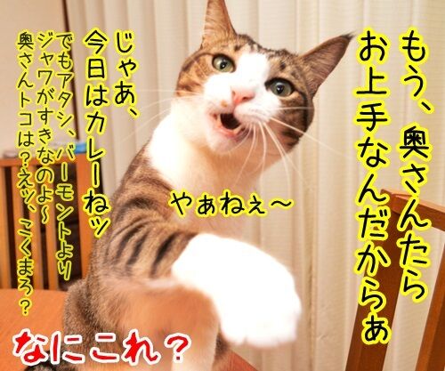ちょっと奥さん、聞いたぁ? 猫の写真で4コマ漫画 4コマ目ッ