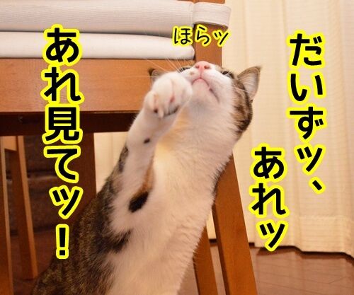 バカが見るブタのケツ　猫の写真で４コマ漫画　２コマ目ッ