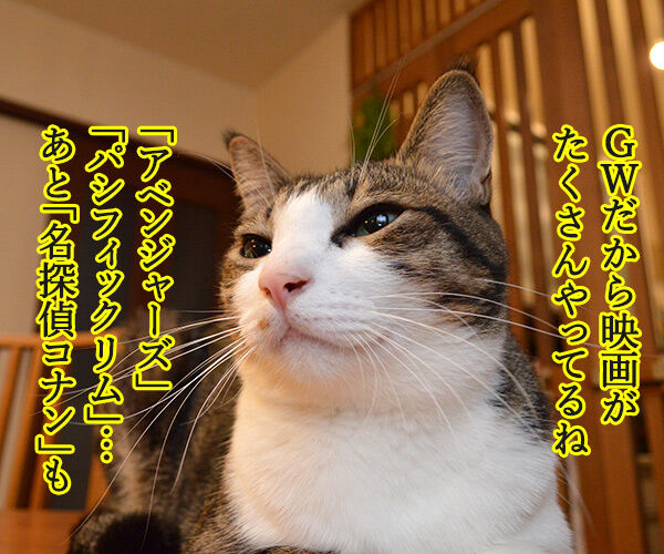 ゴールデンウィークは映画を見ようッ 猫の写真で4コマ漫画 1コマ目ッ