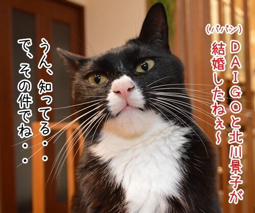 DAIGOさん、北川景子さんが結婚したね 猫の写真で4コマ漫画 1コマ目ッ