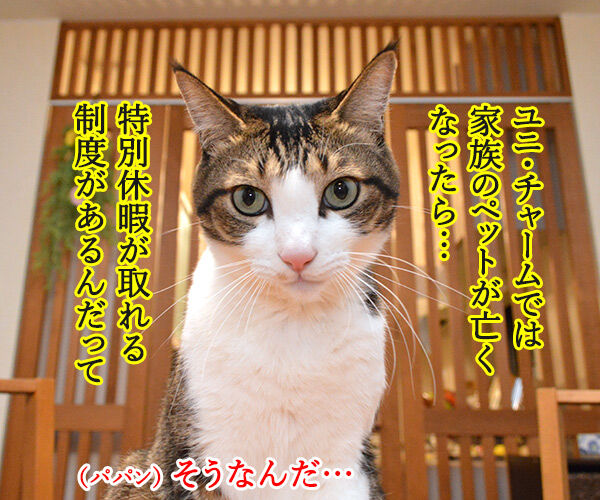 ユニ・チャームがペットとのお別れに特別休暇なんですってッ 猫の写真で4コマ漫画 1コマ目ッ