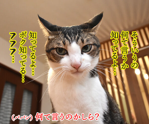 今年もあずだい年賀状を送っちゃうわよーッ 猫の写真で4コマ漫画 3コマ目ッ