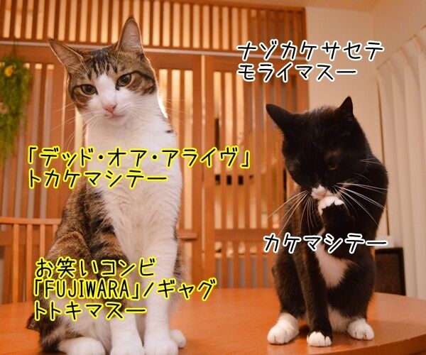 デッド・オア・アライヴのピート・バーンズさんが…… 猫の写真で4コマ漫画 2コマ目ッ