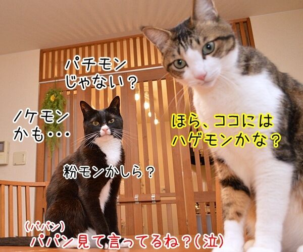 猫さんにはポケモンが見えるんですってッ 猫の写真で4コマ漫画 2コマ目ッ