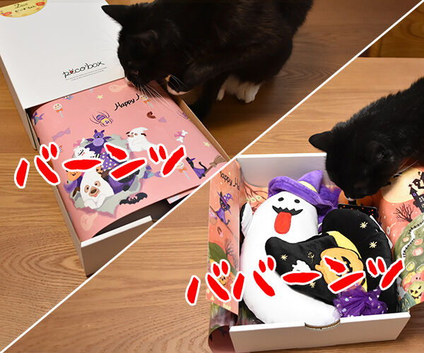 PECOBOXを初めて購入してみたのッ　猫の写真で４コマ漫画　２コマ目ッ