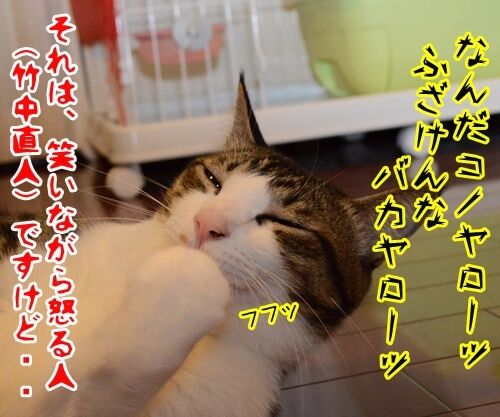 怒ってなどいない!! 其の二 猫の写真で4コマ漫画 4コマ目ッ