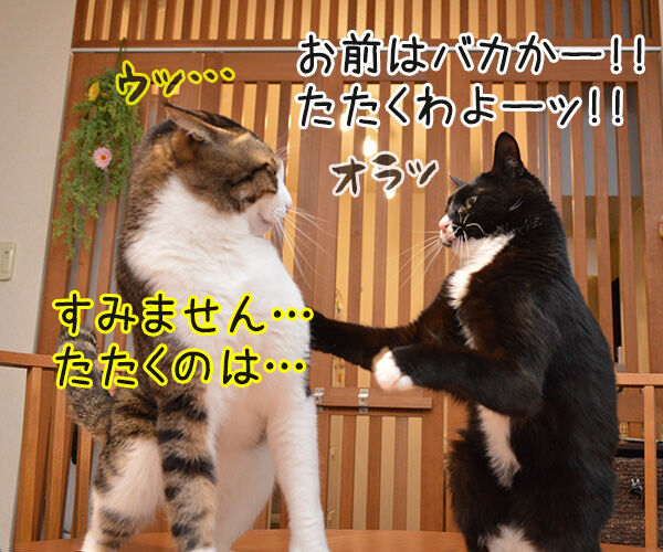 まるであの離党した女性議員と秘書みたいに… 猫の写真で4コマ漫画 1コマ目ッ