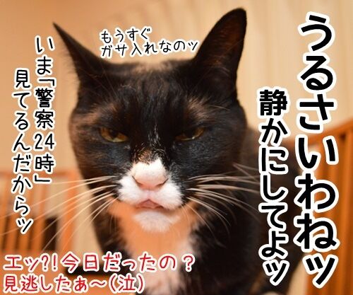 きょうは何の日？　猫の写真で４コマ漫画　４コマ目ッ