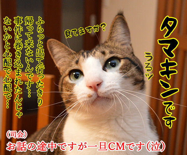 テレビ公開捜査 猫の写真で4コマ漫画 4コマ目ッ