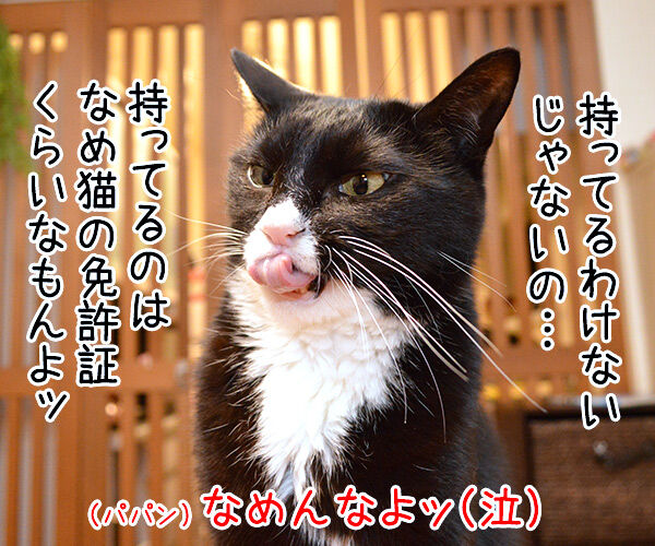 マイナンバーカード 持ってる? 猫の写真で4コマ漫画 2コマ目ッ