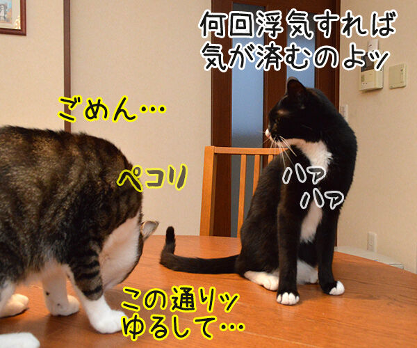 アンタってひとは 猫の写真で4コマ漫画 2コマ目ッ