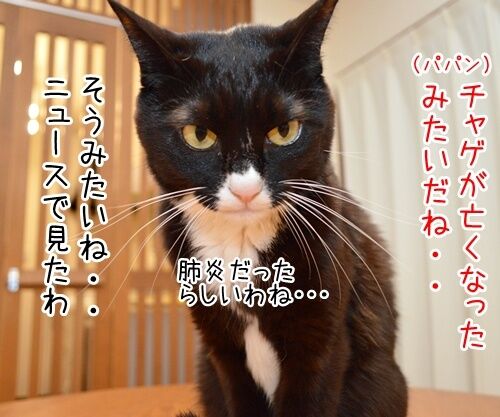 あのチャゲが…… 猫の写真で4コマ漫画 1コマ目ッ