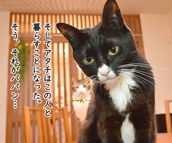 だいずさんとの出会い　猫の写真で４コマ漫画　３コマ目ッ