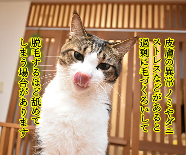 『ねこのきもち』にこんな記事が…　猫の写真で４コマ漫画　２コマ目ッ