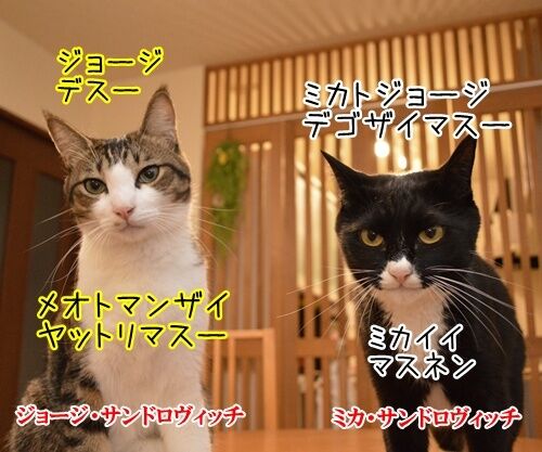 夫婦漫才 ミカとジョージ 其の二 猫の写真で4コマ漫画 1コマ目ッ