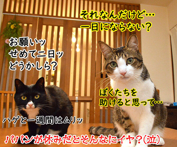 帰省ラッシュ始まるッ　猫の写真で４コマ漫画　４コマ目ッ