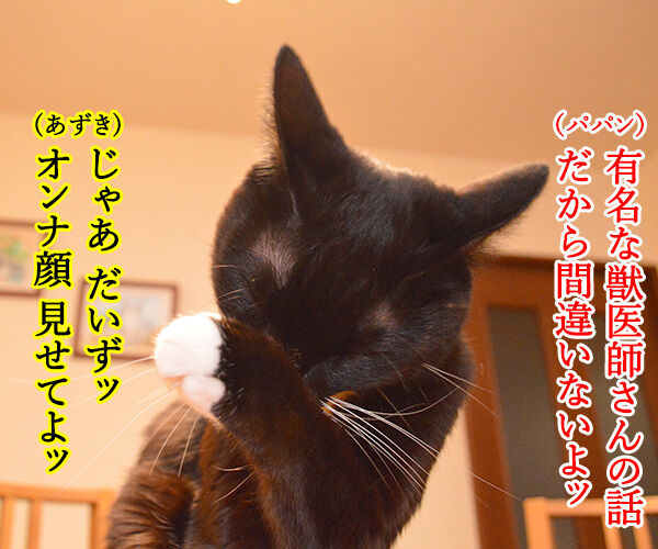 猫のオスとメスを見分けるコツ あずきさんとだいずさん