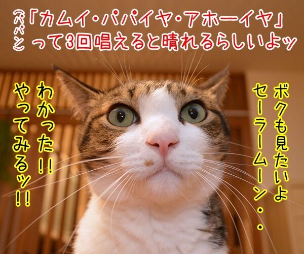 68年ぶりの巨大スーパームーンが見たいのよッ　猫の写真で４コマ漫画　３コマ目ッ