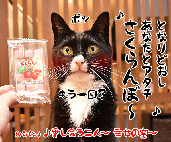 さくらんぼ餅 ボクといっしょに食べるなら ねこの写真で4コマ漫画 4コマ目ッ