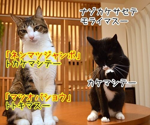 夫婦漫才　ミカとジョージ　其の四　猫の写真で４コマ漫画　２コマ目ッ