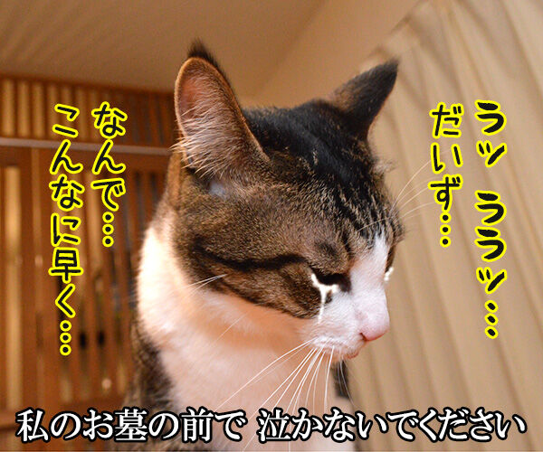 千の風になって 猫の写真で4コマ漫画 1コマ目ッ