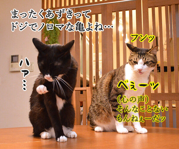 まったくあずきはドジでノロマな… 其の二 猫の写真で4コマ漫画 1コマ目ッ