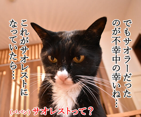台風22号も強かったわね… 猫の写真で4コマ漫画 3コマ目ッ