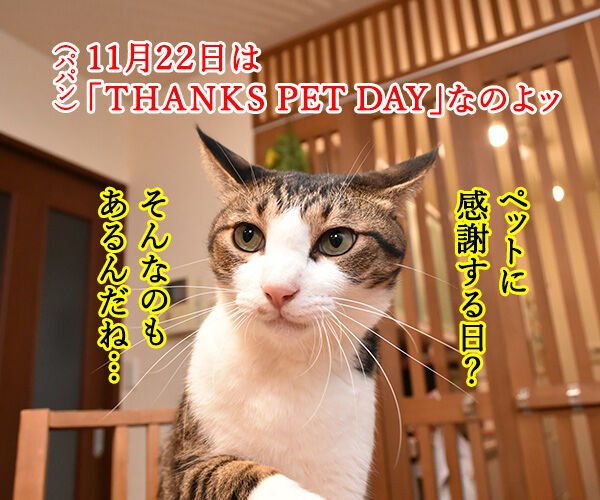 11月22日は『THANKS PETS DAY』なのッ　猫の写真で４コマ漫画　１コマ目ッ
