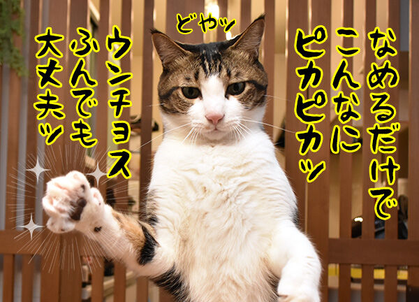 10月15日は『世界手洗いの日』なんですってッ 猫の写真で4コマ漫画 5コマ目ッ