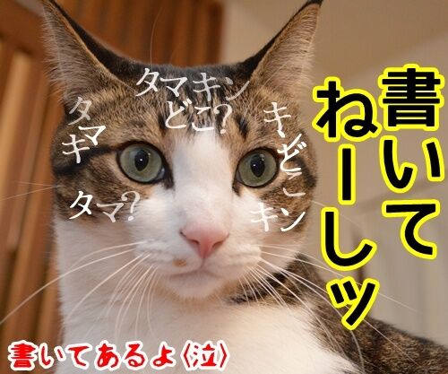 アタチが話してるのにッ　猫の写真で４コマ漫画　４コマ目ッ