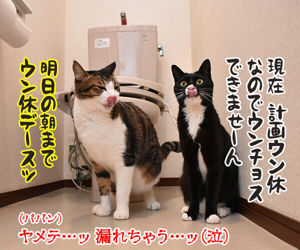 台風の影響で大規模な計画運休なのよッ 猫の写真で4コマ漫画 4コマ目ッ