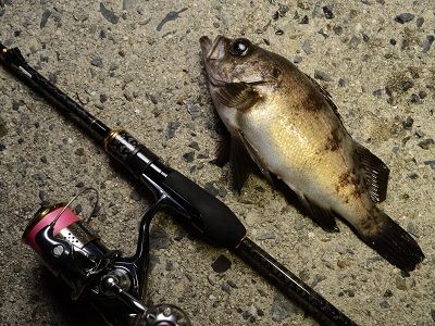 ジグ単 ひとりぼっち釣行記