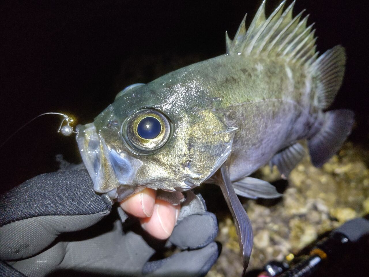 ひとりぼっち釣行記 メバリング Livedoor Blog ブログ