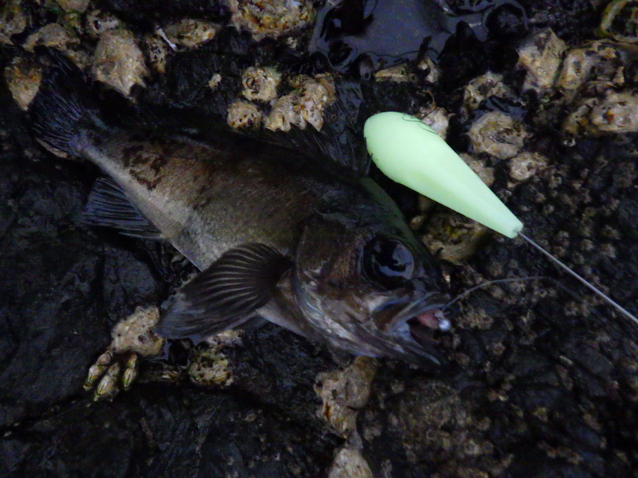激流シャロー ひとりぼっち釣行記