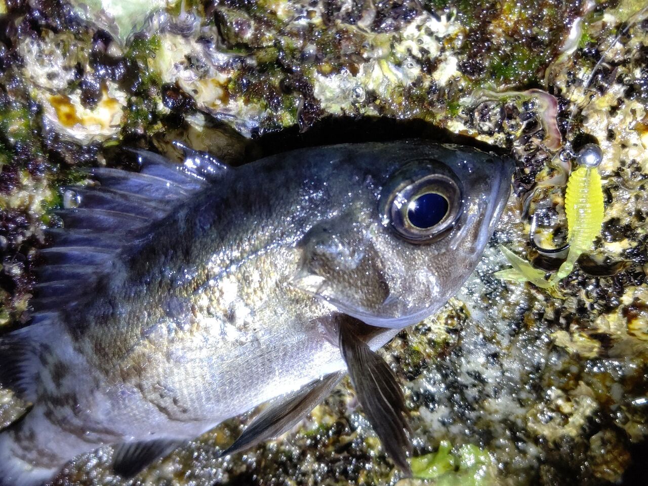 ひとりぼっち釣行記 メバリング Livedoor Blog ブログ