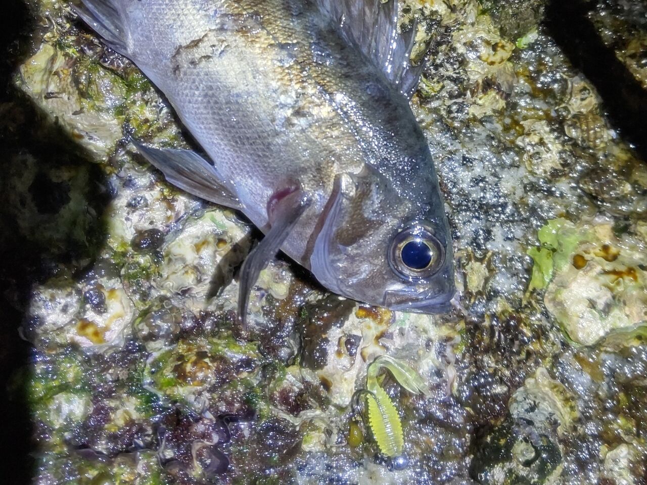 ひとりぼっち釣行記 メバリング Livedoor Blog ブログ