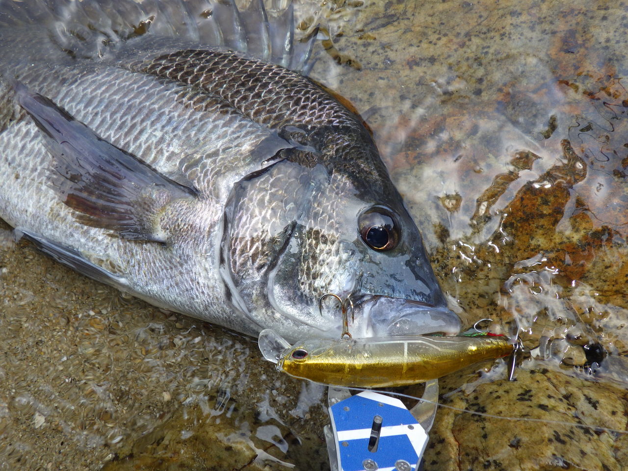 エイトトラップ ひとりぼっち釣行記