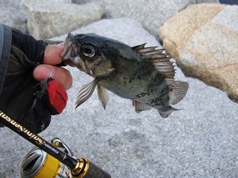 PSSS-76T : ひとりぼっち釣行記