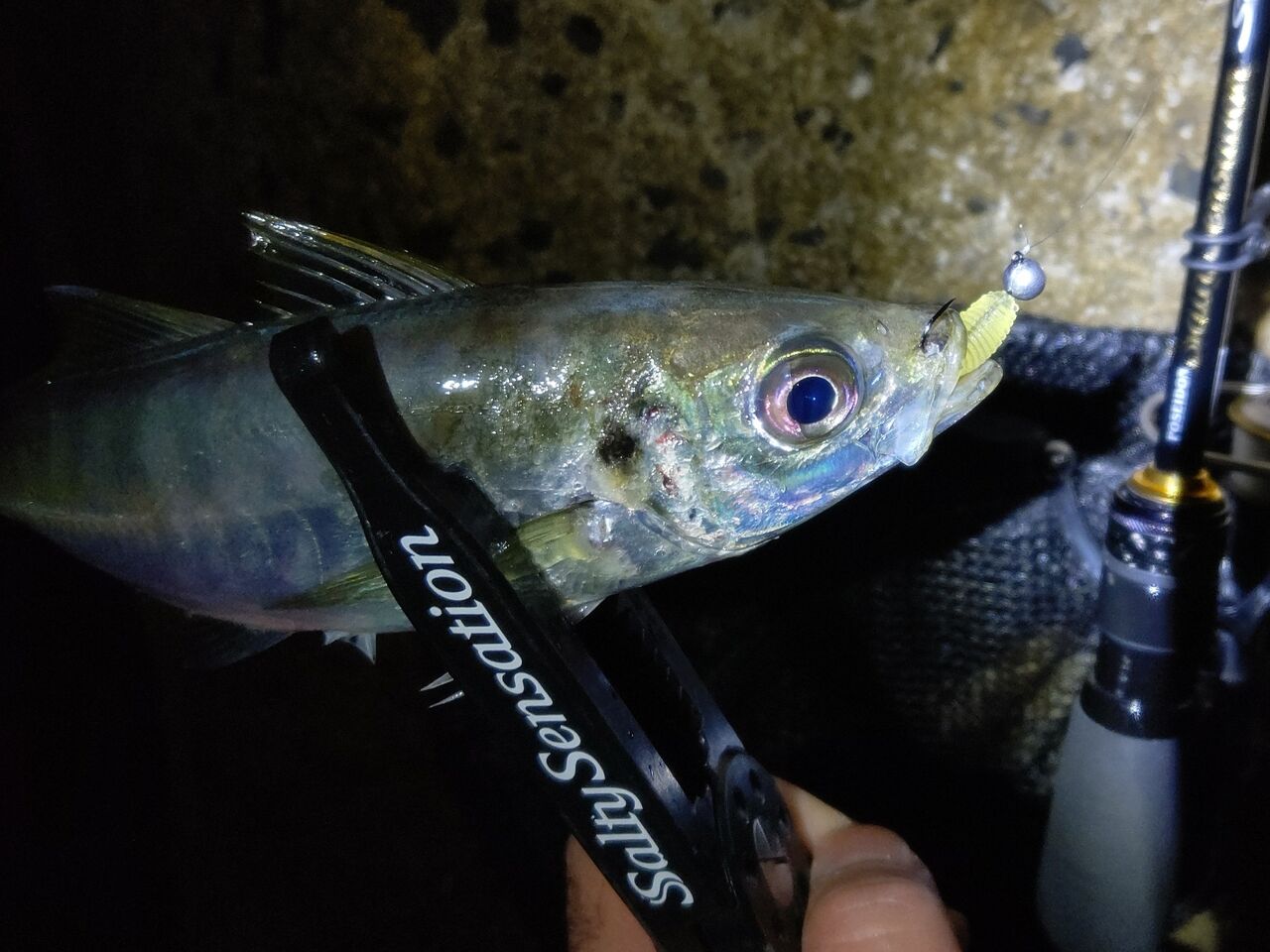 ひとりぼっち釣行記 Livedoor Blog ブログ