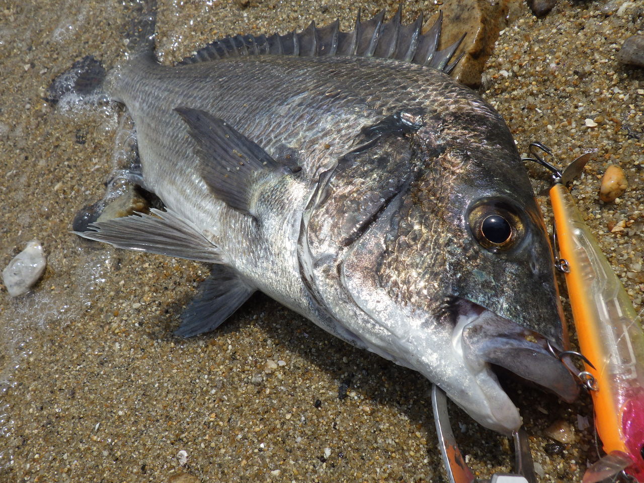 エイトトラップ ひとりぼっち釣行記