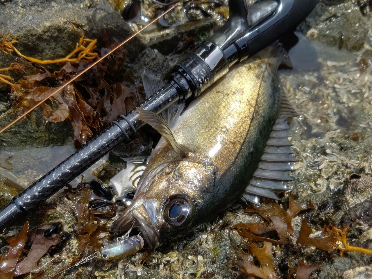 デイ ウィグラ ひとりぼっち釣行記